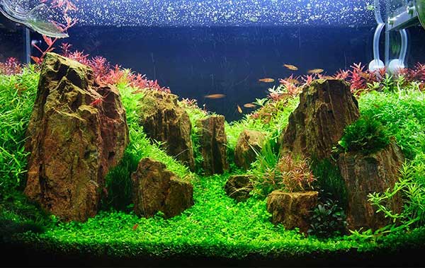 aquapaisagismo iniciante