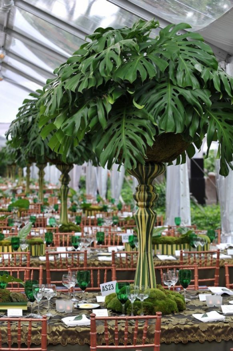 plantas fáceis de cuidar decoração