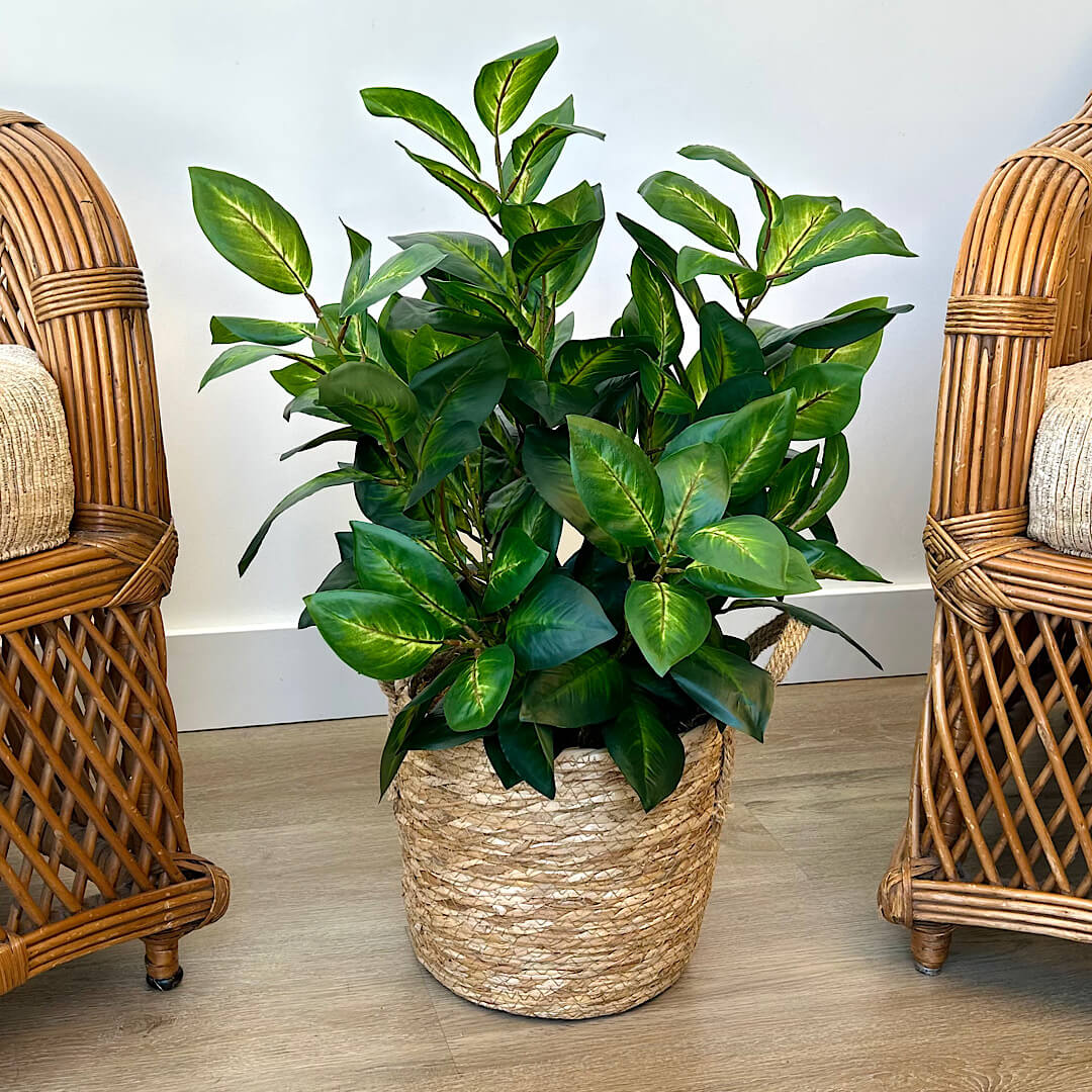 plantas que purificam o ar decoração