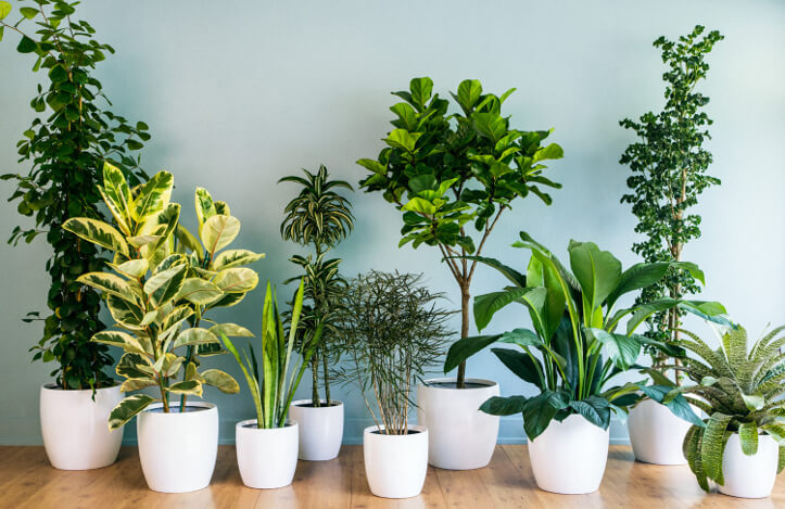 plantas de sombra para decoração