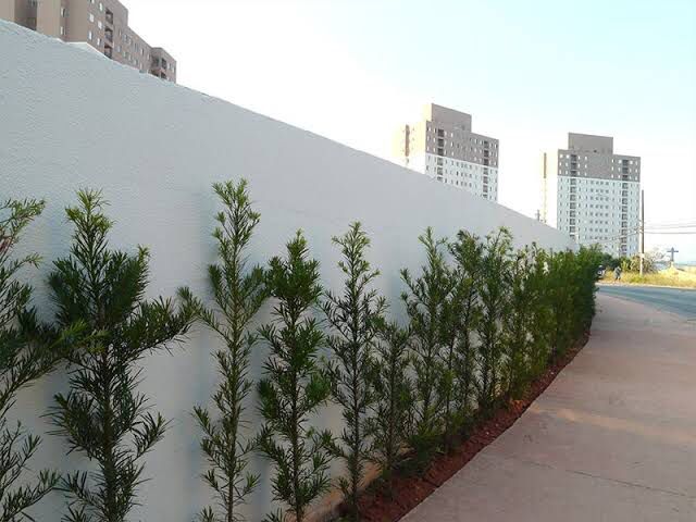 plantas para muro que não estragam a parede