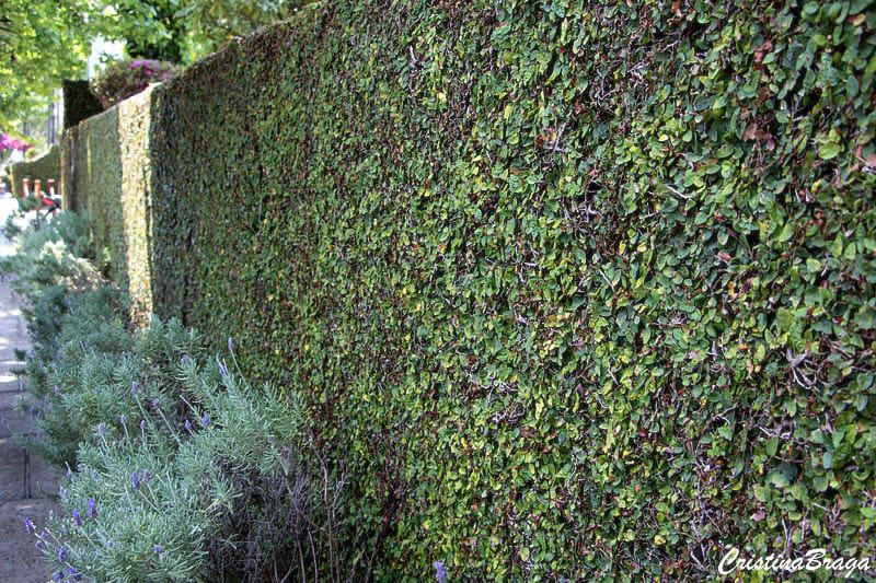 como cobrir muro com plantas