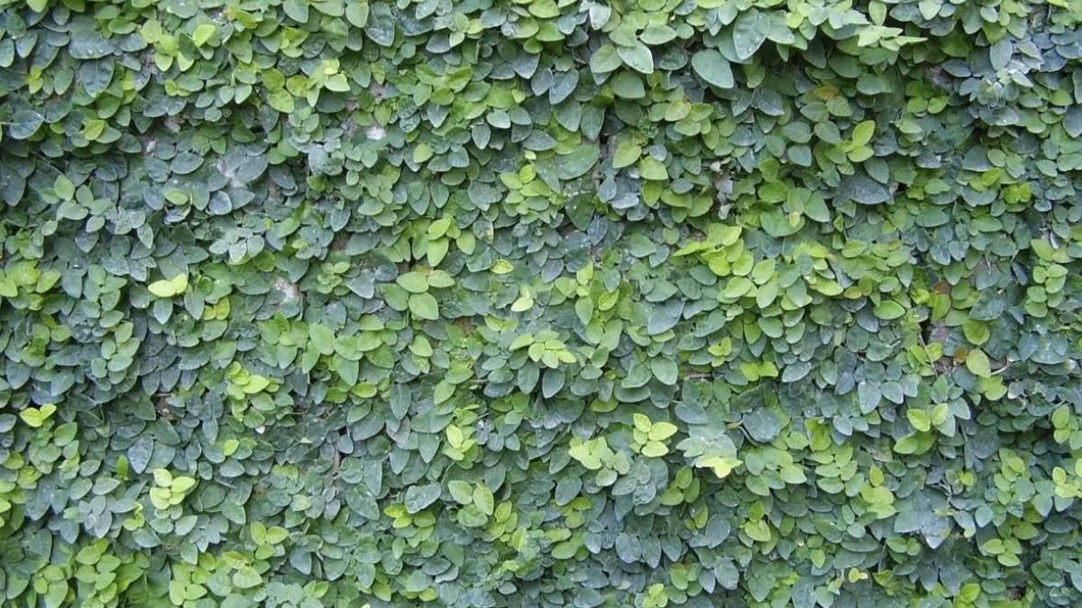 plantas trepadeiras para muros externos