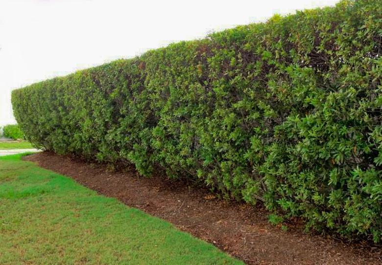 plantas para muro com pouca luz