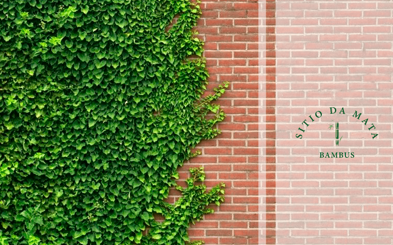 plantas para muro que não estragam a parede