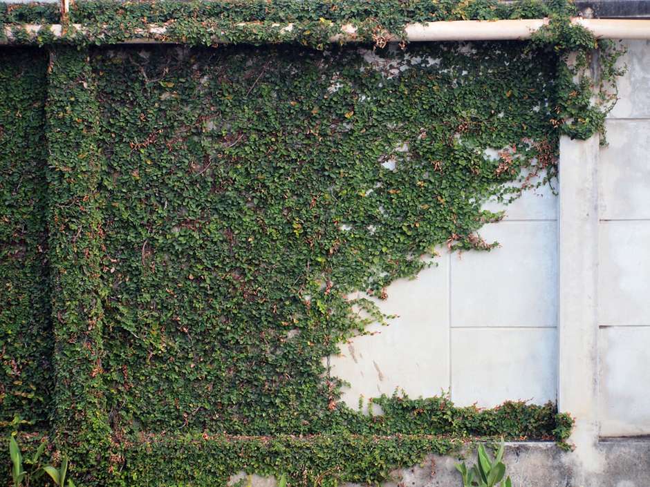 plantas trepadeiras para muros externos