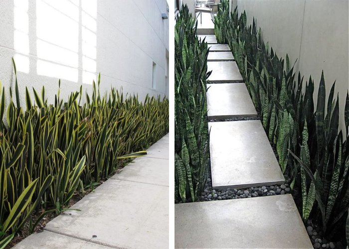 plantas para muro com pouca luz