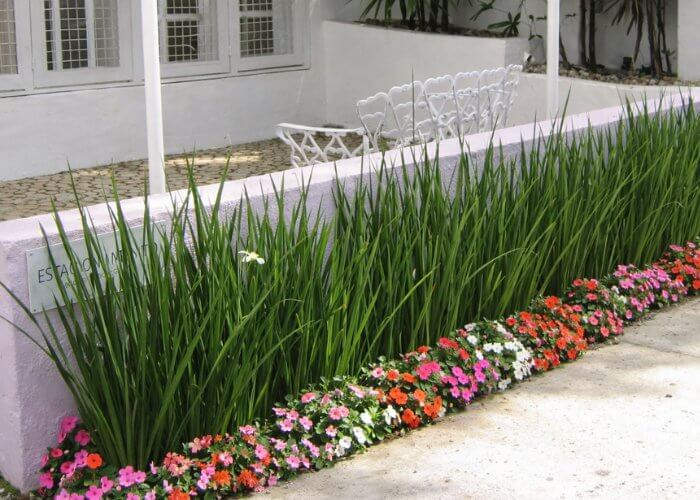 jardinagem vertical em muros