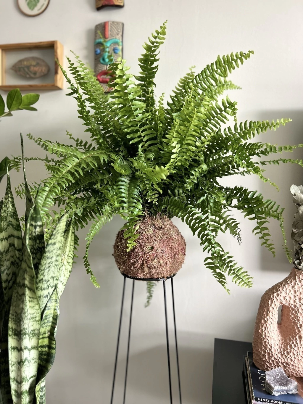 jardim vertical com samambaia
