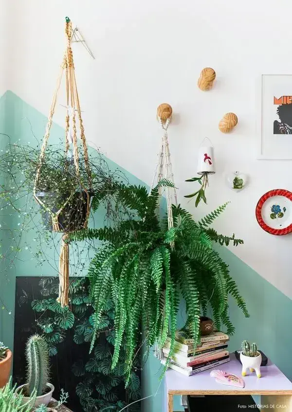 tipos de samambaia para decoração