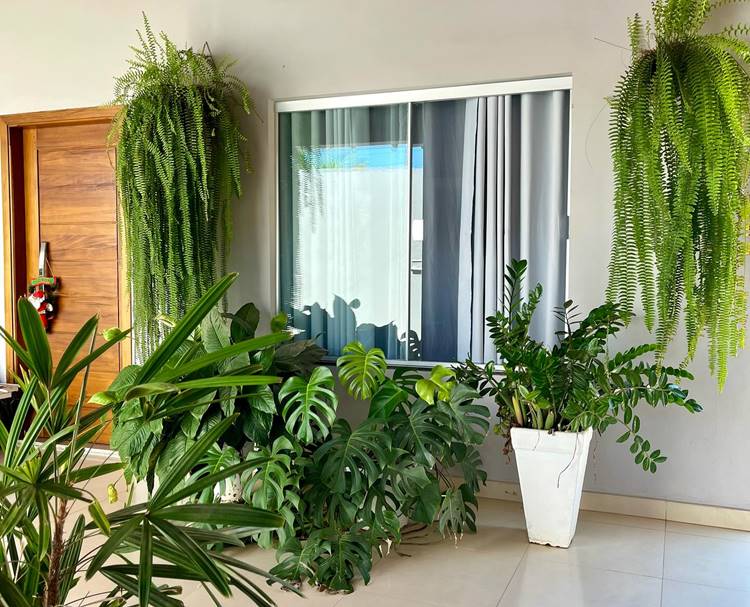 samambaia para apartamento